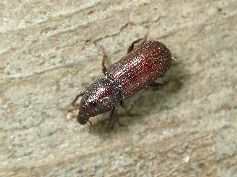 Curculionidae: Phloeophagus lignarius? No, Hexarthrum sp.